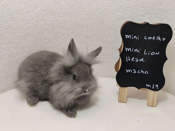 Mini Lop, Netherland e Mini Lion Head