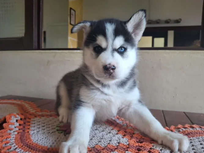 Filhote Fêmea de Husky Siberiano