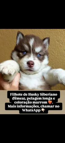 Filhote de Husky siberianos