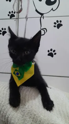 Adoção conjunta gato filhote 