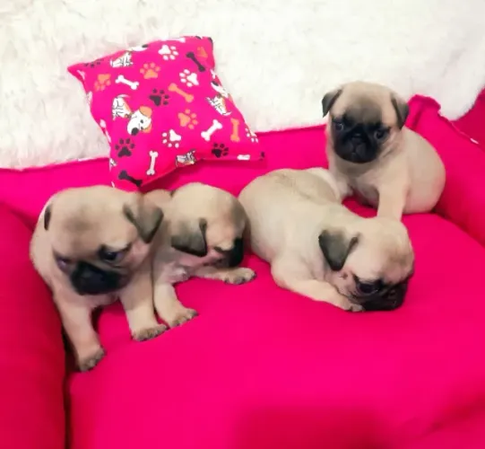 Lindos Filhotinhos de Pug (Mini) Abricot