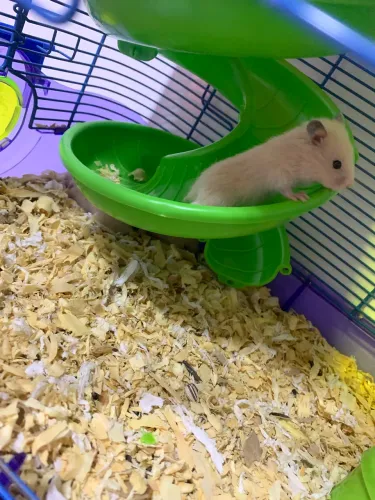 Filhotes de Hamster sírio