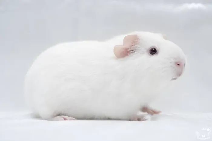 Porquinho da índia 