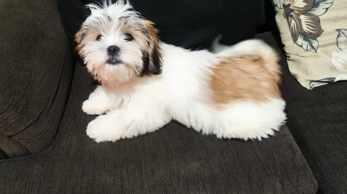 Filhote Lhasa Apso Fêmea