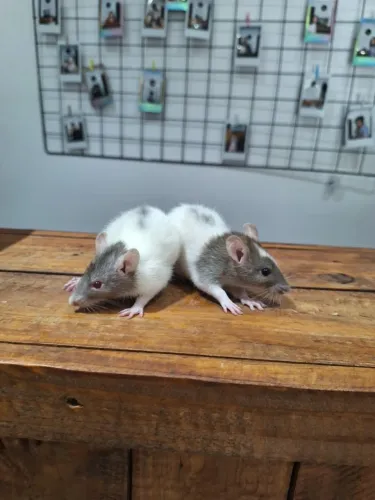 Rato twister