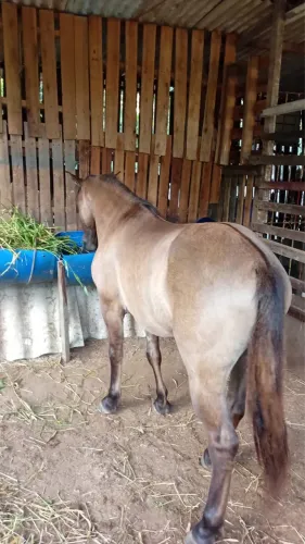 Cavalo piquira baixeiro