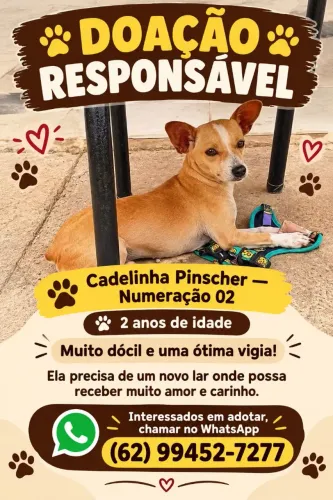 Doação de cadela pinscher númeracao 02