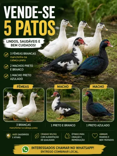 Patos