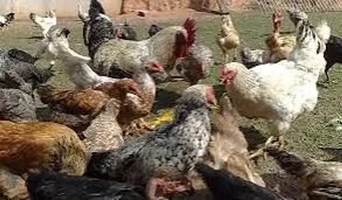 Galinha Caipira 