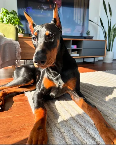 Vende se Doberman 