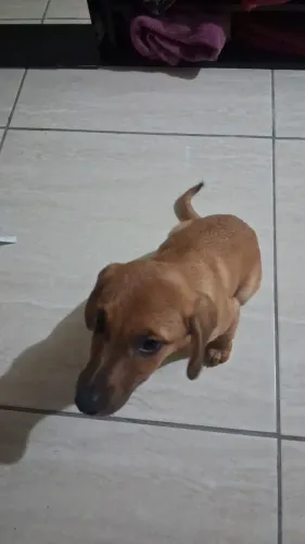 Cachorro doação 