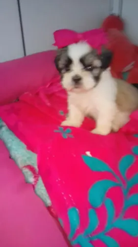 Filhote shih tzu, Nada como um filhotinho para encher sua casa de alegria!