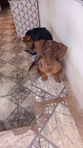 BOB E BOLINHO PROCURAM NAMORADAS