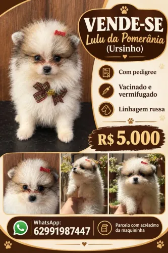 Lulu da Pomerânia (ursinho) anão Spitz alemão
