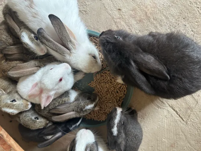 Coelhos a venda 