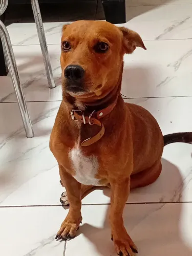 Doa-se cachorro (Manaus)