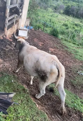 VENDO ESSA VACA PRENHA BOA DE LEITE