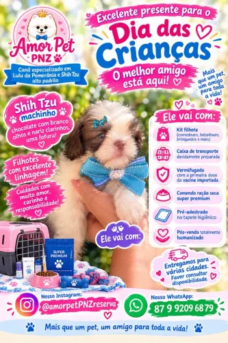 Filhote de shih Tzu machinho