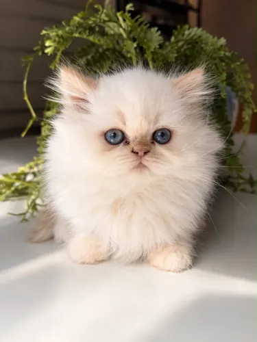 Filhote de gato persa