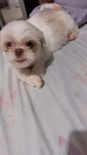 Filhote de lhasa apso