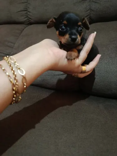 Pinscher machinhos em promoção 