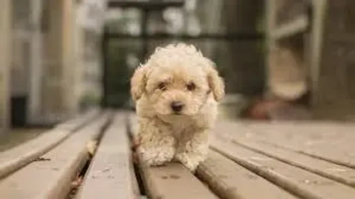 Poodle "Estilo nunca falta."
