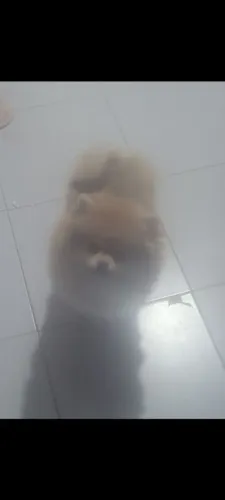 Spitz alemão fêmea