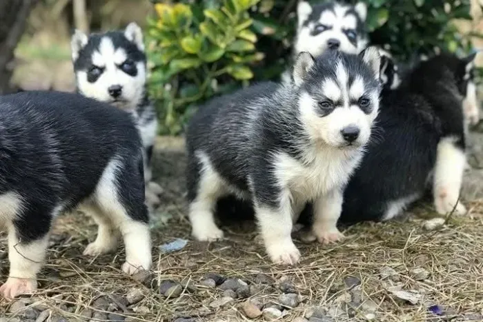 Filhotes de Husky Siberiano | Onde tem filhote, tem alegria.