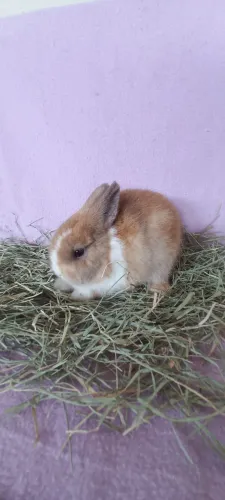Netherland Dwarf