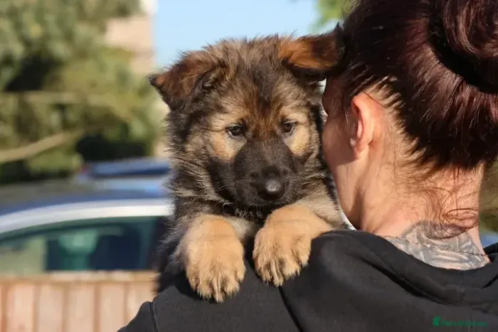 Cachorro filhote Pastor Alemão muito dócil e inteligente com contrato