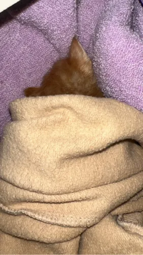 Gatinho fofo doação 