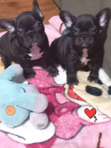 Fêmea buldogue francês