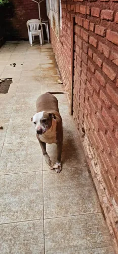 Doação de pitbull
