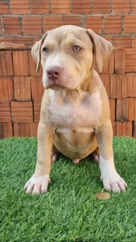 Pitmonster 