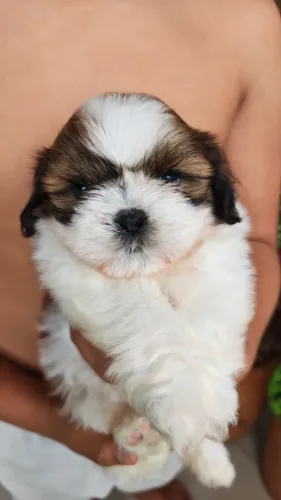 FILHOTE MACHO DE SHIH TZU - DESMAMADO
