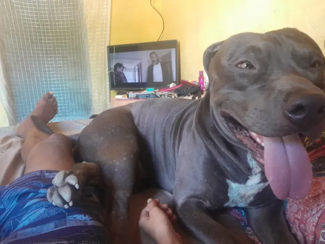 Pitbull para cruzar 