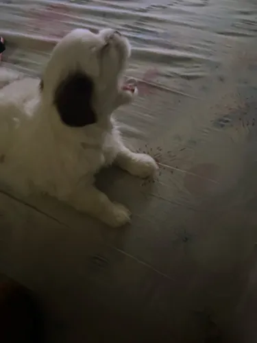 Lindo shih tzuz pequenino e lindo para venda e fofinho ? 