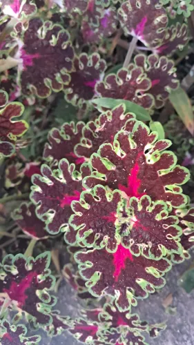 Planta
