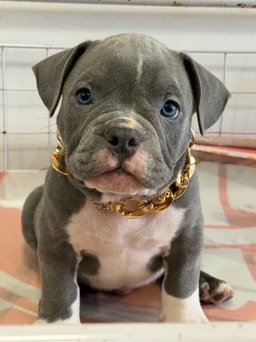 América Bully 