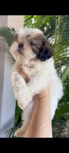 VENDO DUAS FILHOTES FÊMEAS DE SHIH TZU!!!