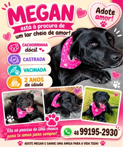 Linda fêmea para doação!
