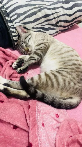 Adoção Responsável! Gata