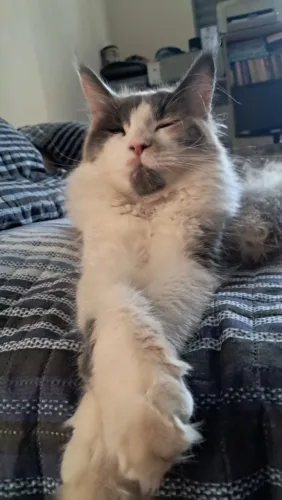Maine coon fêmea