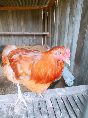 Frango/Galo Caipira