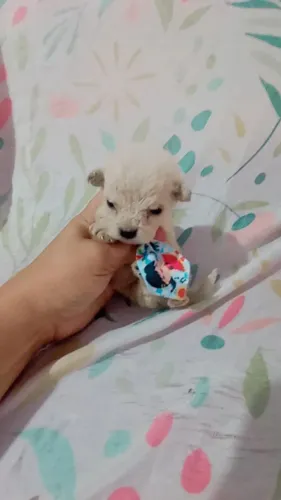 Poodle micro toy macho( minúsculo) puro