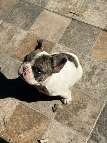 Filhotes buldogue francês