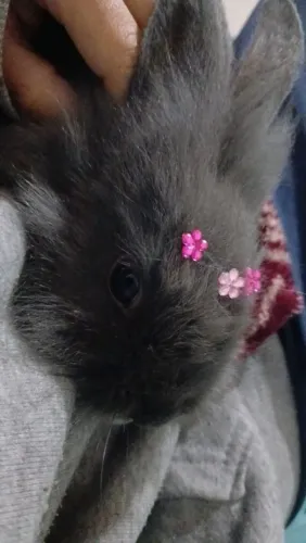 Vendo mini coelho