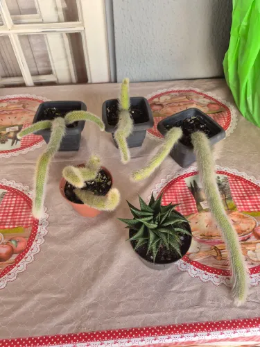Vendo suculenta haworthia e cacto rabo de macaco