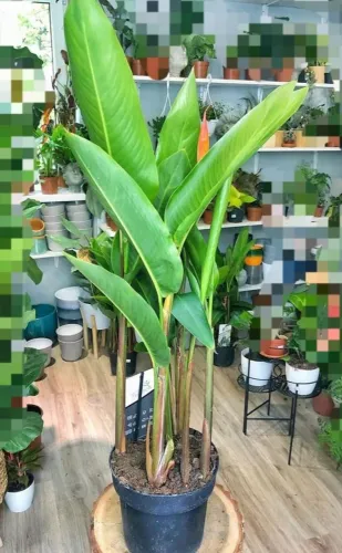 Planta Helicônia