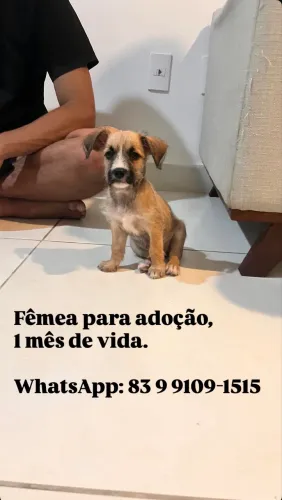 Filhote de cachorro (fêmea) 1 mês de vida